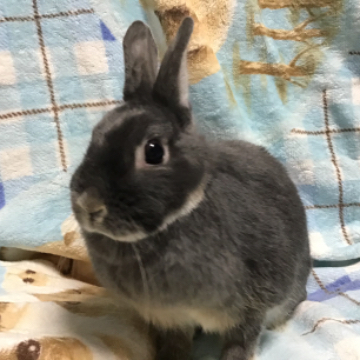 animal_image