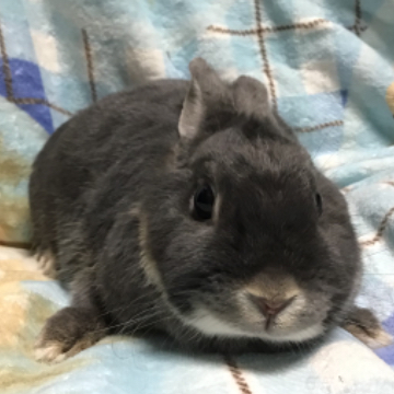animal_image