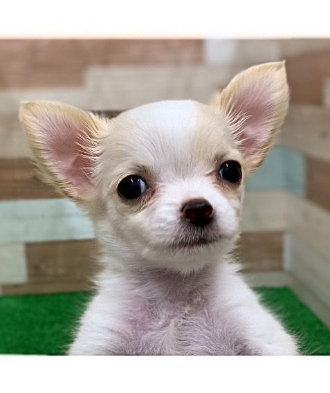 animal_image