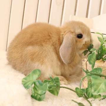 animal_image