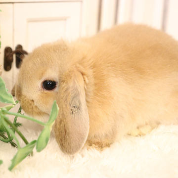 animal_image