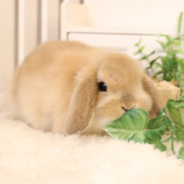 animal_image