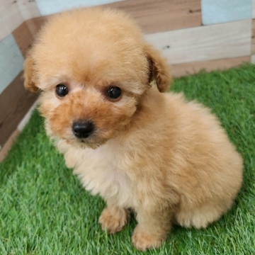 animal_image