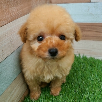 animal_image
