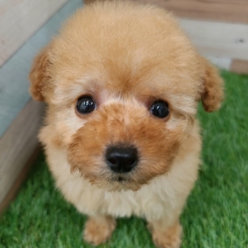 animal_image