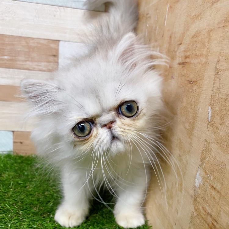 animal_image