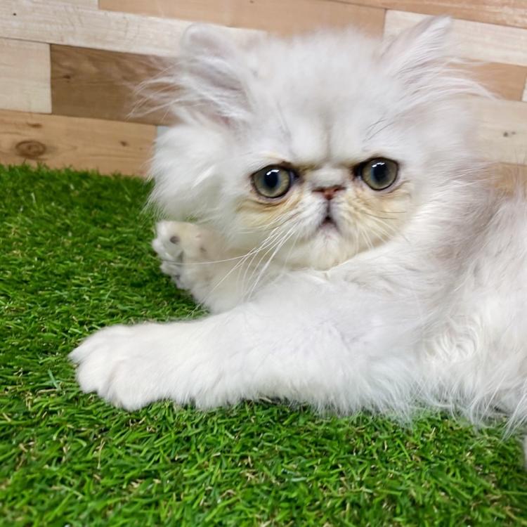 animal_image