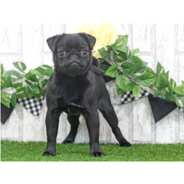 animal_image
