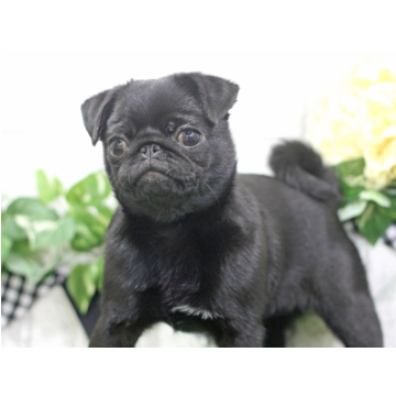 animal_image
