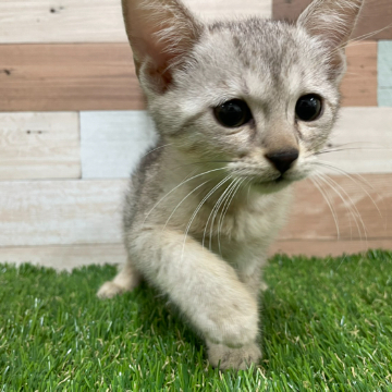 animal_image