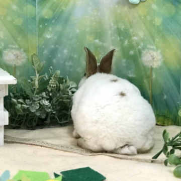 animal_image