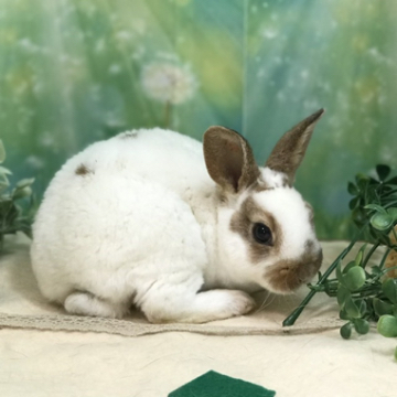 animal_image