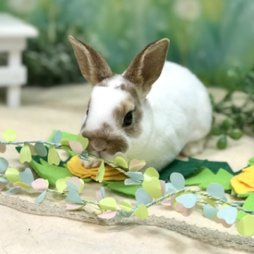 animal_image