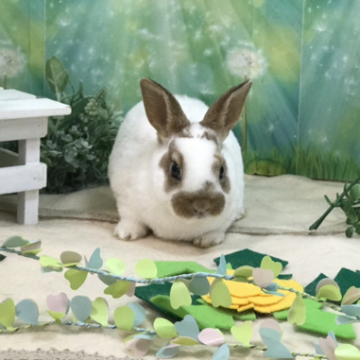 animal_image
