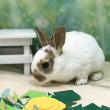 animal_image