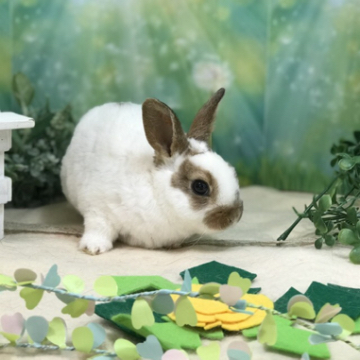 animal_image