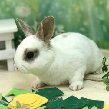 animal_image