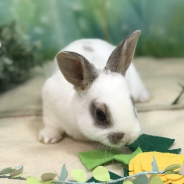 animal_image