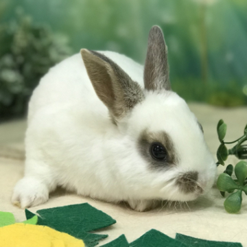 animal_image