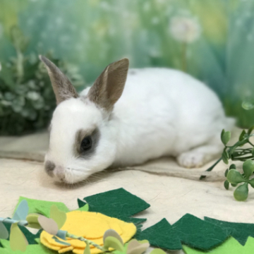 animal_image