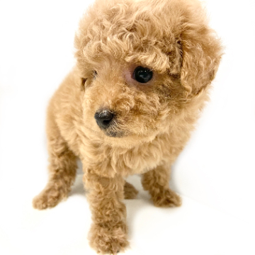 animal_image