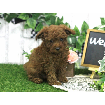 animal_image