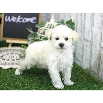 animal_image