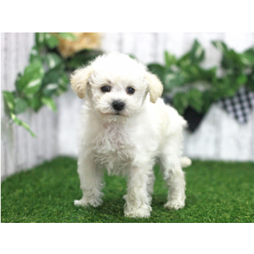 animal_image
