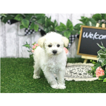 animal_image