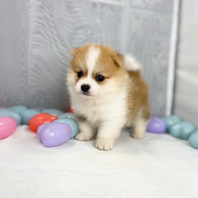 animal_image