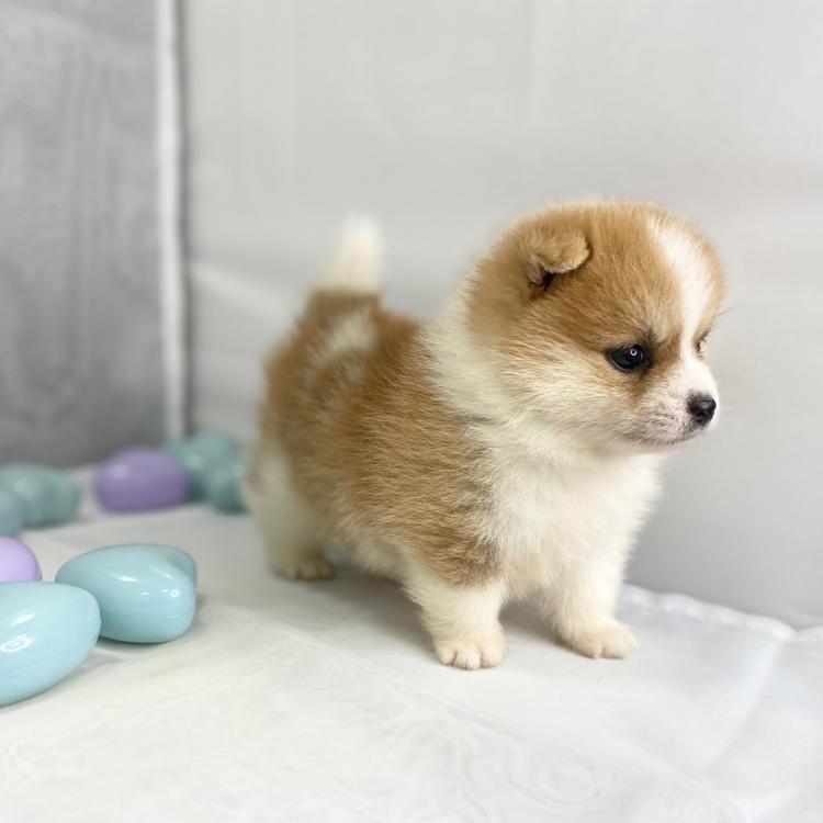 animal_image