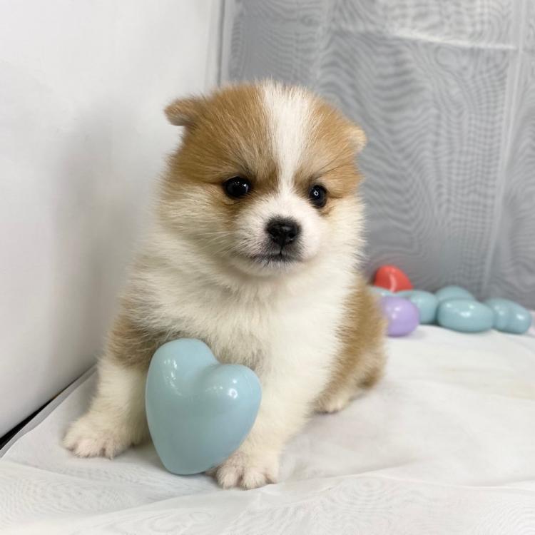 animal_image