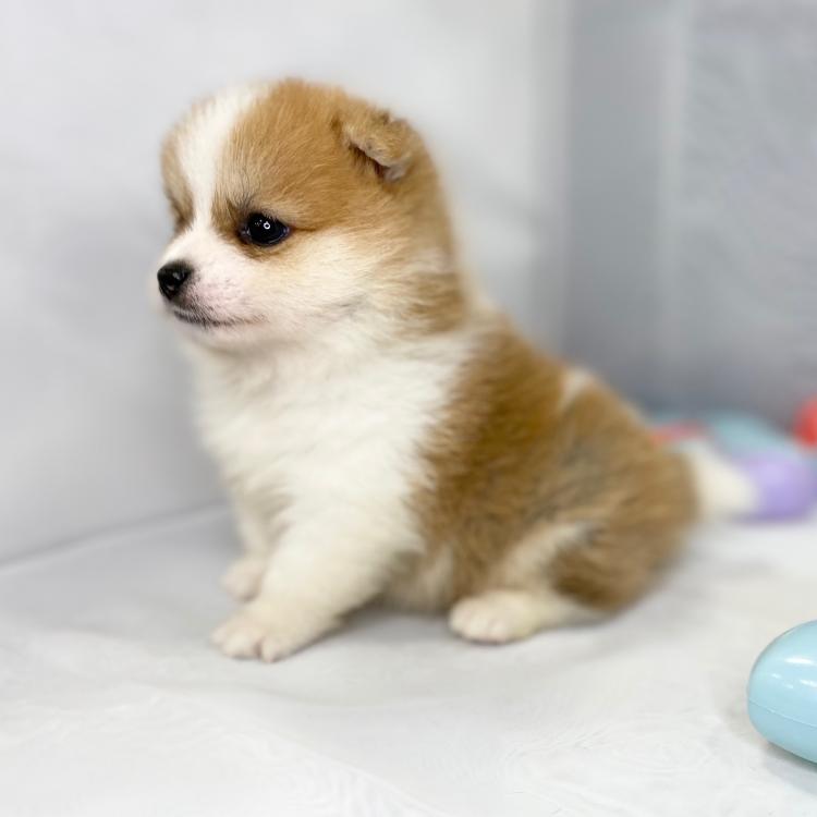 animal_image
