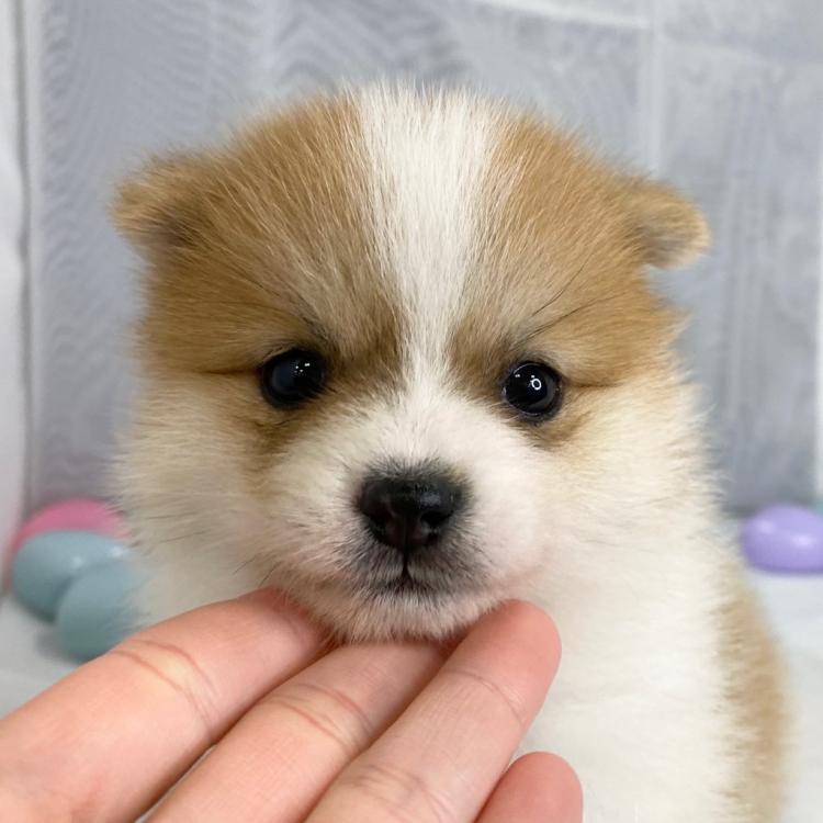 animal_image