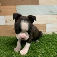 animal_image