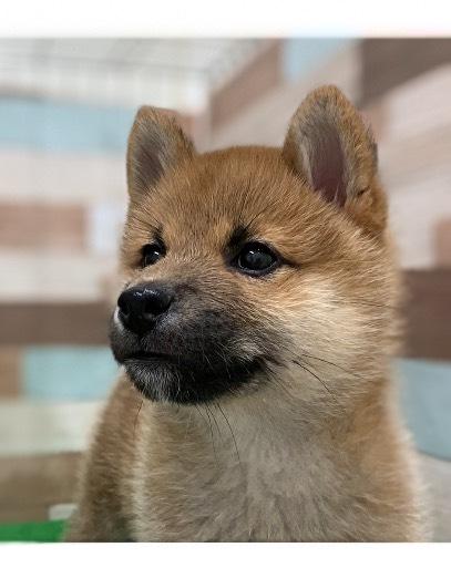 ワンニャンハウス 幕張店の柴犬の詳細【ハローべいびぃ】