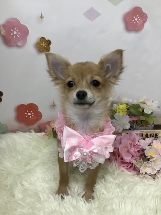 animal_image