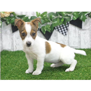 animal_image