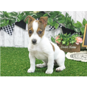 animal_image