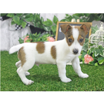 animal_image