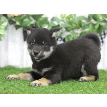 animal_image