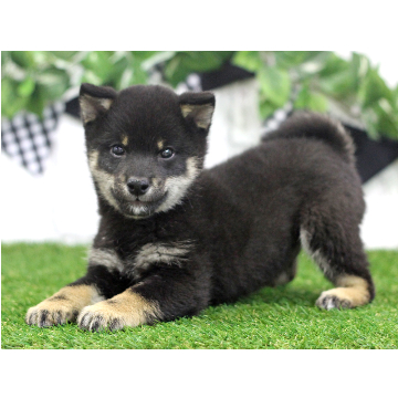 animal_image