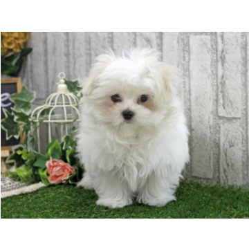 animal_image