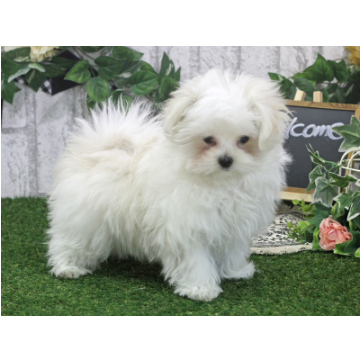 animal_image