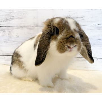 animal_image