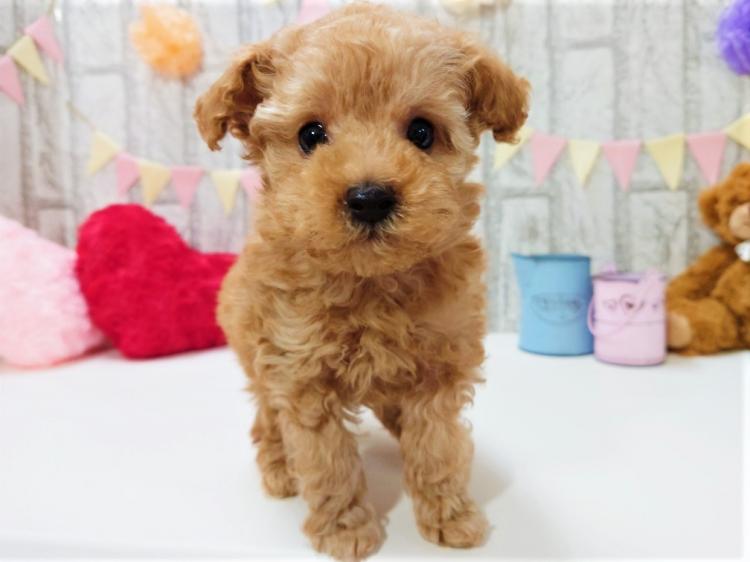 animal_image