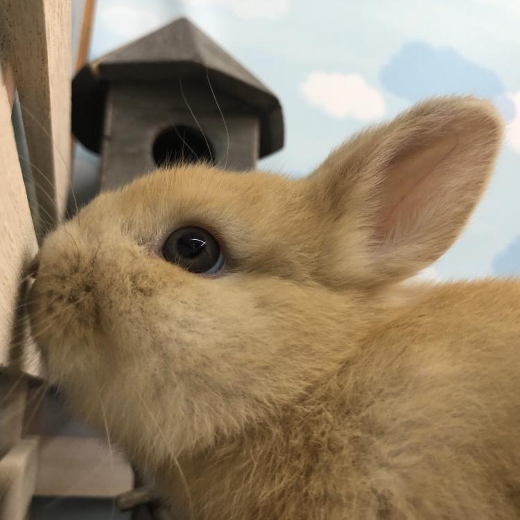 animal_image