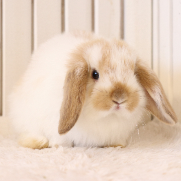 animal_image