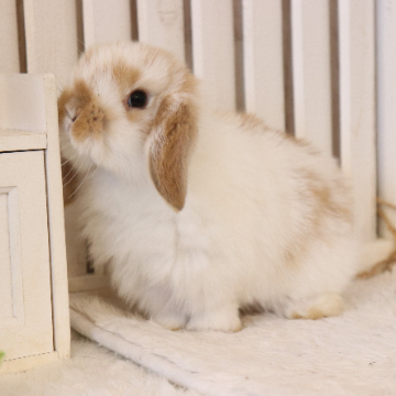 animal_image
