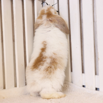 animal_image